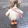 🫡 Эмодзи «kotik» для Telegram