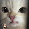 😅 Эмодзи «kotik» для Telegram