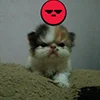 🖕 Эмодзи «kotik» для Telegram