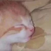 😕 Эмодзи «kotik» для Telegram