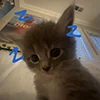 😽 Эмодзи «kotik» для Telegram