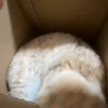 Стикер 23 Котики Гиф