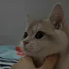 Стикер 15 Котики Гиф