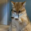 Стикер 61 Котики Гиф