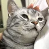 Стикер 32 Котики Гиф