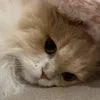 Стикер 11 Котики Гиф