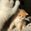 Стикер 58 Котики Гиф