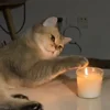 Стикер 37 Котики Гиф
