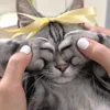 Стикер 34 Котики Гиф