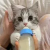 Стикер 10 Котики Гиф
