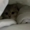 Стикер 5 Котики Гиф