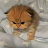 Стикер 25 Котики Гиф