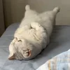 Стикер 28 Котики Гиф