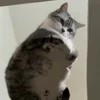 Стикер 45 Котики Гиф