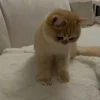 Стикер 39 Котики Гиф