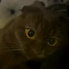 Стикер 33 Котики Гиф