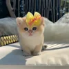 Стикер 55 Котики Гиф