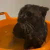 Стикер 31 Котики Гиф