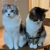 Стикер 41 Котики Гиф