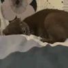 Стикер 49 Котики Гиф