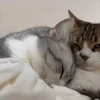 Стикер 19 Котики Гиф