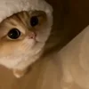 Стикер 14 Котики Гиф