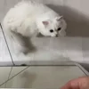 Стикер 42 Котики Гиф