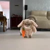 Стикер 12 Котики Гиф