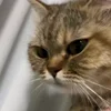 Стикер 9 Котики Гиф