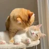 Стикер 30 Котики Гиф