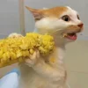 Стикер 16 Котики Гиф