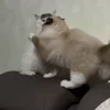 Стикер 44 Котики Гиф