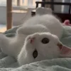 Стикер 3 Котики Гиф