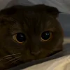 Стикер 6 Котики Гиф