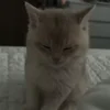 Стикер 24 Котики Гиф