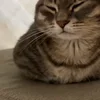 Стикер 8 Котики Гиф