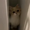 Стикер 47 Котики Гиф