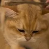 Стикер 59 Котики Гиф