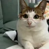 Стикер 21 Котики Гиф