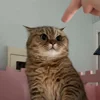 Стикер 56 Котики Гиф
