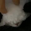Обложка набора Котики Гиф