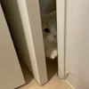 Стикер 50 Котики Гиф