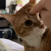 Стикер 46 Котики Гиф