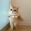 Стикер 60 Котики Гиф