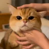 Стикер 22 Котики Гиф