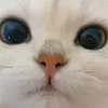 Стикер 54 Котики Гиф