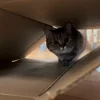 Стикер 35 Котики Гиф