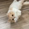 Стикер 48 Котики Гиф