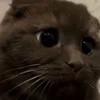Стикер 7 Котики Гиф
