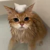 Стикер 27 Котики Гиф